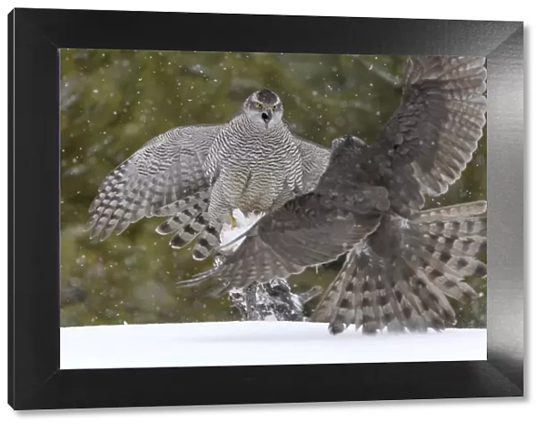 Northerns (Accipiter gentilis) fighting over squirrel carcass, Finland, March March