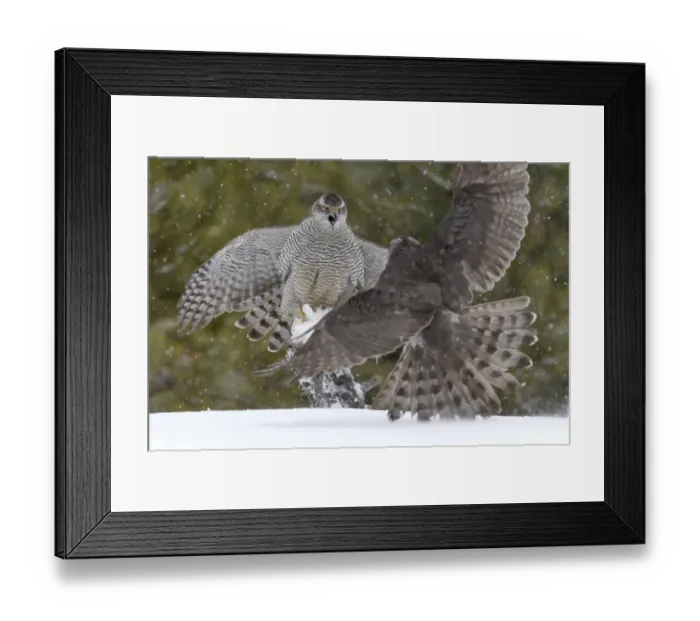Framed Print : Northerns (Accipiter gentilis) fighting over squirrel carcass, Finland, March March