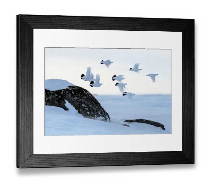 Framed Print : Willow grouse (Lagopus lagopus) flock in flight, Taymyr Peninsula, Siberia, Russia Framed Print : Willow grouse (Lagopus lagopus) flock in flight, Taymyr Peninsula, Siberia, Russia