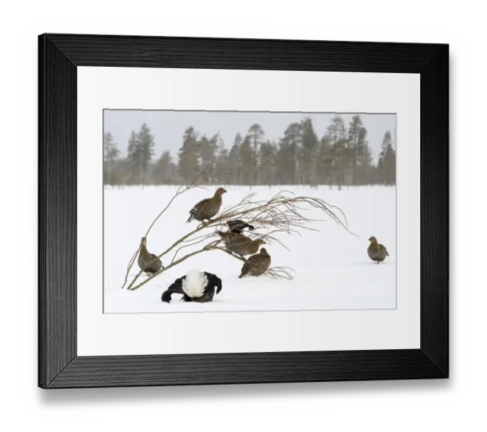 Framed Print : Black Grouse (Tetrao tetrix) lek with male displaying and females around in winter, Tver, Russia Framed Print : Black Grouse (Tetrao tetrix) lek with male displaying and females around in winter, Tver, Russia