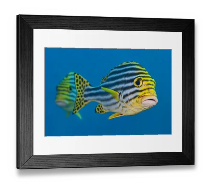 Framed Print : Oriental sweetlips (Plectorhinchus vittatus) pair. South Ari Atoll, Madlives Framed Print : Oriental sweetlips (Plectorhinchus vittatus) pair. South Ari Atoll, Madlives