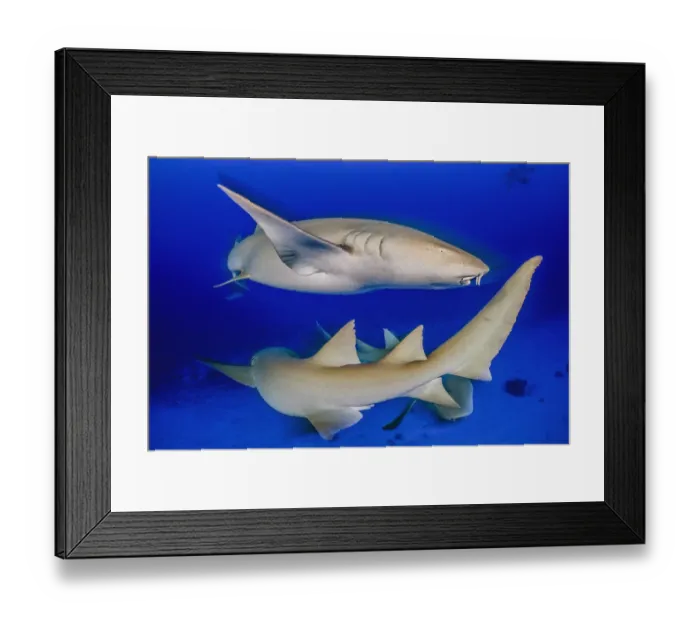 Framed Print : Tawny nurse shark (Nebrius ferrugineus) group, individuals circling each other at dusk Framed Print : Tawny nurse shark (Nebrius ferrugineus) group, individuals circling each other at dusk