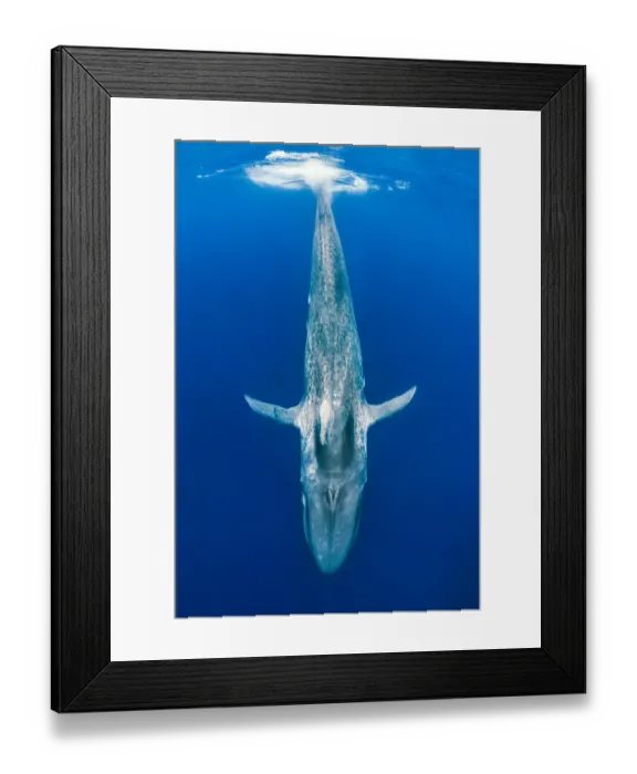 Framed Print : Blue whale (Balaenoptera musculus) diving beneath the surface. Indian Ocean, Sri Lanka Framed Print : Blue whale (Balaenoptera musculus) diving beneath the surface. Indian Ocean, Sri Lanka