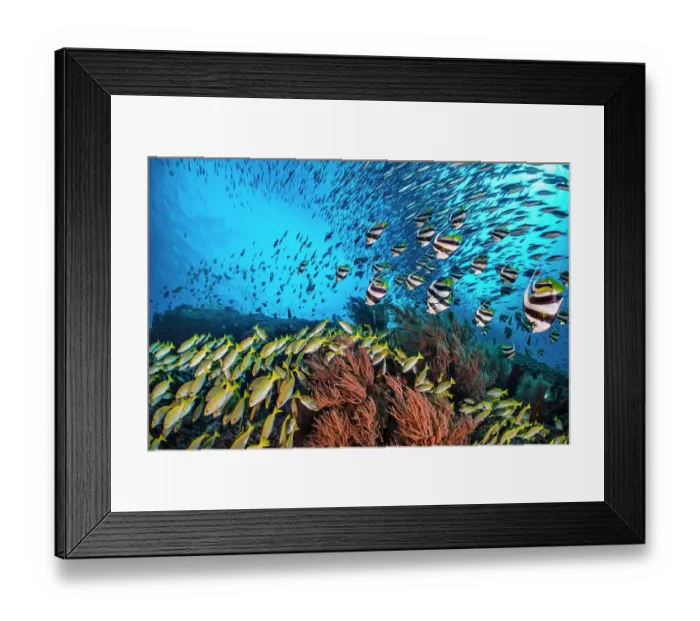 Framed Print : Bengal snapper (Lutjanus bengalensis), Bannerfish (Heniochus diphreutes) and Fusiliers (Caesio sp.) diving towards coral reef to avoid predators. North Ari Atoll, Maldives. Indian Ocean Framed Print : Bengal snapper (Lutjanus bengalensis), Bannerfish (Heniochus diphreutes) and Fusiliers (Caesio sp.) diving towards coral reef to avoid predators. North Ari Atoll, Maldives. Indian Ocean