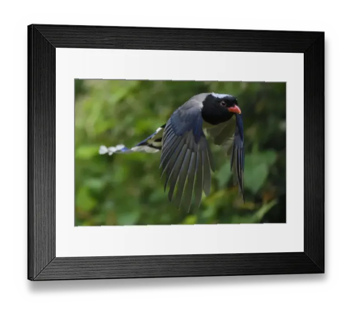 Framed Print : Red-billed blue magpie (Urocissa erythroryncha) flying, Yangxian Biosphere Reserve Framed Print : Red-billed blue magpie (Urocissa erythroryncha) flying, Yangxian Biosphere Reserve