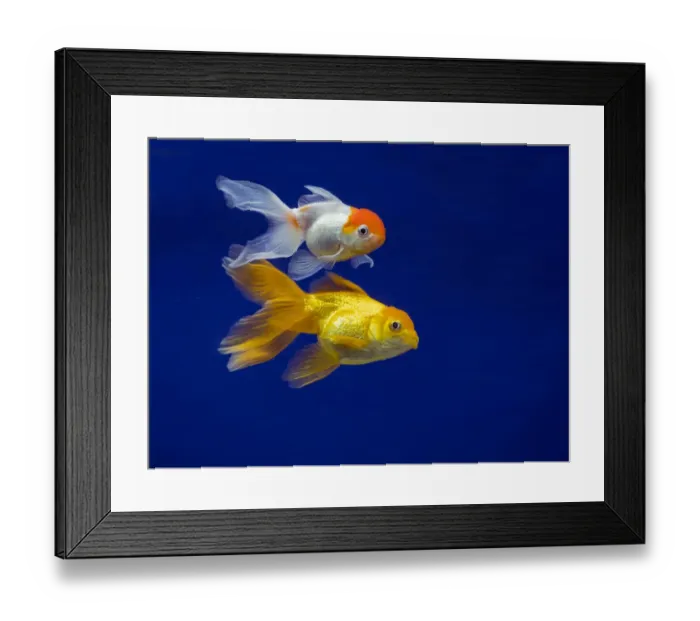 Framed Print : Fantail goldfish Framed Print : Fantail goldfish