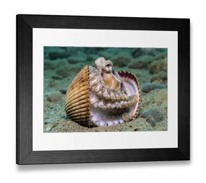 Framed Print : Veined octopus (Amphioctopus marginatus) between clam shell halves. Ambon, Maluku Archipelago Framed Print : Veined octopus (Amphioctopus marginatus) between clam shell halves. Ambon, Maluku Archipelago