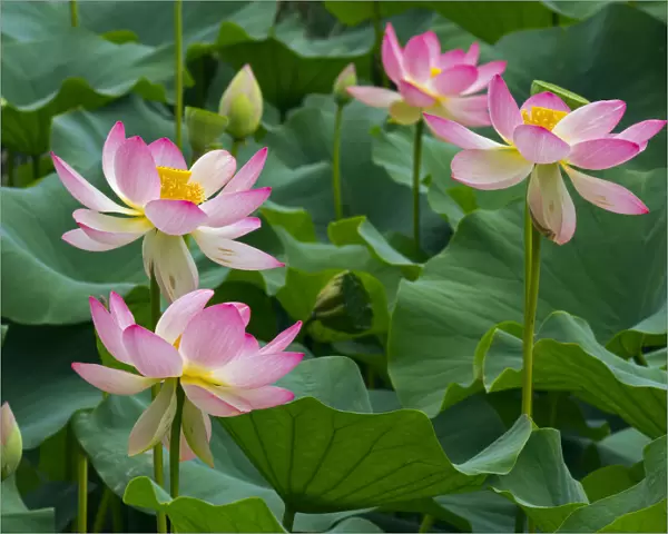 Indian lotus (Nelumbo nucifera) flowers, Melbourne Botanic garden, Victoria, Australia