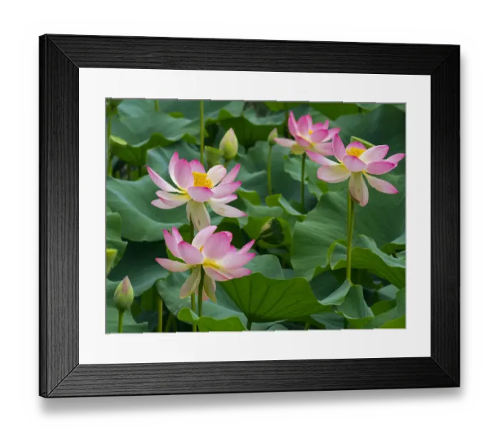 Framed Print : Indian lotus (Nelumbo nucifera) flowers, Melbourne Botanic garden, Victoria, Australia Framed Print : Indian lotus (Nelumbo nucifera) flowers, Melbourne Botanic garden, Victoria, Australia