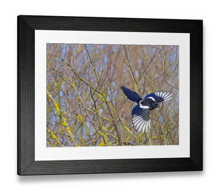 Framed Print : Magpie (Pica pica) taking off from hedgerow, Titchwell, Norfolk, England, UK, March Framed Print : Magpie (Pica pica) taking off from hedgerow, Titchwell, Norfolk, England, UK, March