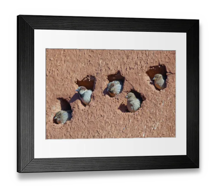 Framed Print : House sparrow (Passer domesticus) colony in building, Northern Morocco Framed Print : House sparrow (Passer domesticus) colony in building, Northern Morocco