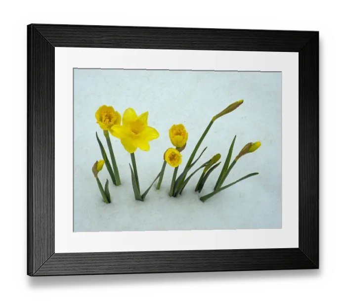 Framed Print : RF - Daffodils (Narcissus sp) emerging from prolonged snow Spring Norfolk UK