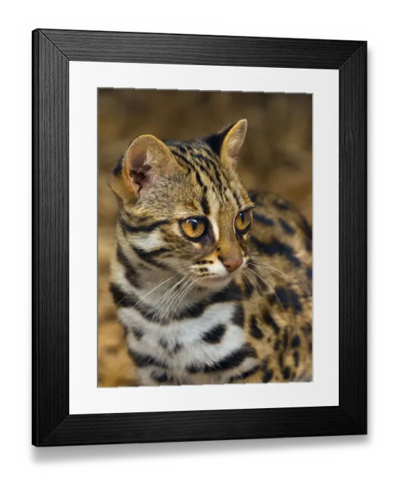 Framed Print : Asian leopard cat (Prionailurus bengalensis) captive, occurs in South East Asia Framed Print : Asian leopard cat (Prionailurus bengalensis) captive, occurs in South East Asia