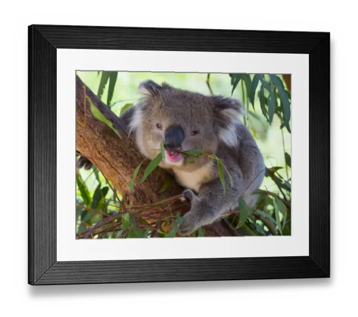 Framed Print : RF - Koala (Phascolarctos cinereus) eating leaves, Melbourne, Victoria, Australia Framed Print : RF - Koala (Phascolarctos cinereus) eating leaves, Melbourne, Victoria, Australia