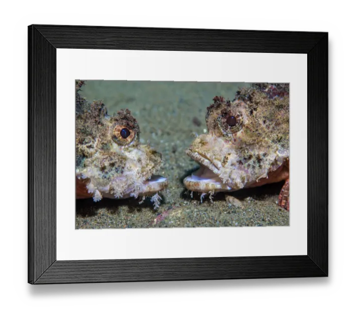 Framed Print : Raggy scorpionfish (Scorpaenopsis venosa) disputing territory. Ambon Bay, Ambon, Maluku Archipelago Framed Print : Raggy scorpionfish (Scorpaenopsis venosa) disputing territory. Ambon Bay, Ambon, Maluku Archipelago