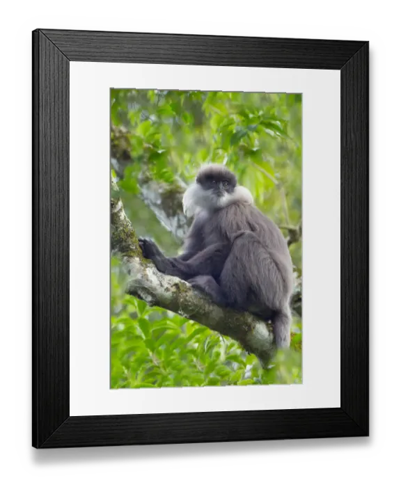 Framed Print : Purple-faced leaf monkey (Semnopithecus vetulus) Sri Lanka Framed Print : Purple-faced leaf monkey (Semnopithecus vetulus) Sri Lanka