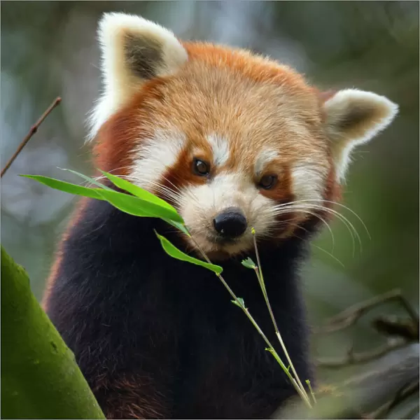 Red panda (Ailurus fulgens) captive, occurs in China