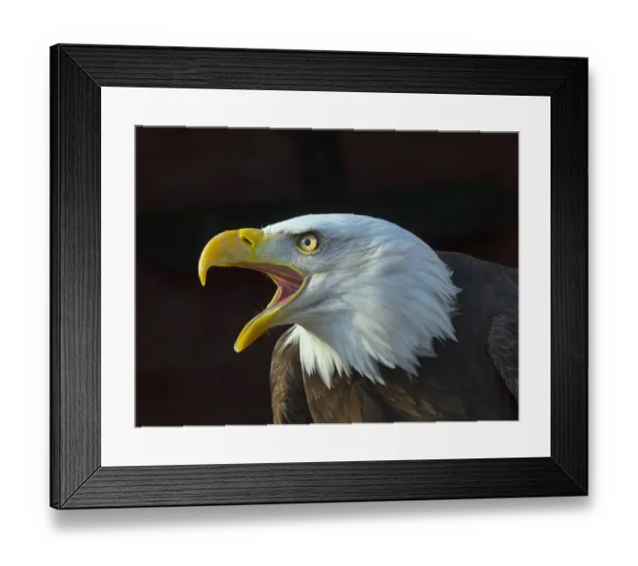 Framed Print : RF - Bald eagle (Haliaeetus leucocephalus) calling, captive, occurs in North America