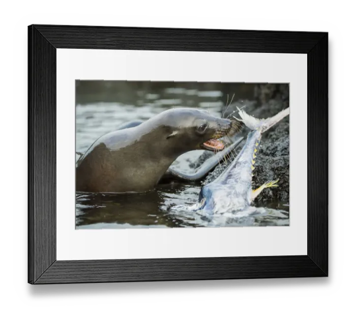 Framed Print : Galapagos sea lion (Zalophus wollebaeki) feeding on tuna Framed Print : Galapagos sea lion (Zalophus wollebaeki) feeding on tuna