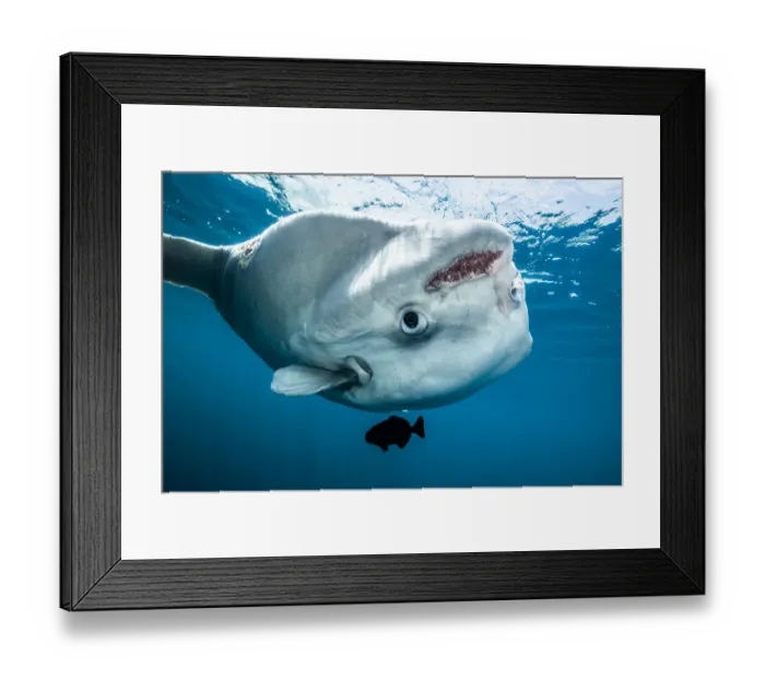 Framed Print : Ocean sunfish (Mola mola) off Halifax, Nova Scotia, Canada. July Framed Print : Ocean sunfish (Mola mola) off Halifax, Nova Scotia, Canada. July