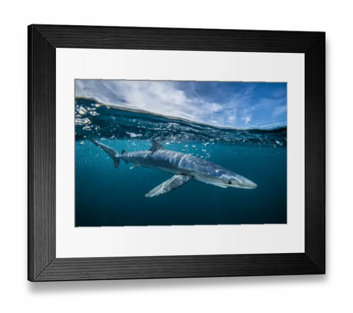 Framed Print : Blue shark (Prionace glauca) off Halifax, Nova Scotia, Canada. July Framed Print : Blue shark (Prionace glauca) off Halifax, Nova Scotia, Canada. July