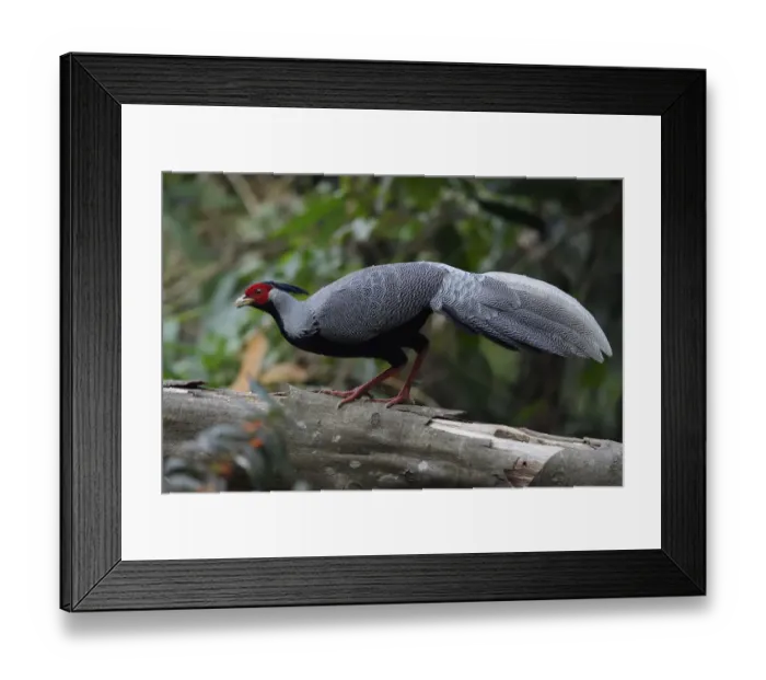 Framed Print : Silver pheasant (Lophura nycthemera) walking over a big branch in Hong Bung He, Dehong Framed Print : Silver pheasant (Lophura nycthemera) walking over a big branch in Hong Bung He, Dehong