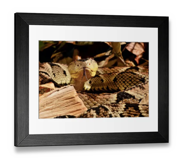 Framed Print : Fer-de-lance (Bothrops lanceolatus) captive, endemic to Martinique Framed Print : Fer-de-lance (Bothrops lanceolatus) captive, endemic to Martinique