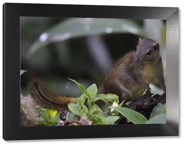 Northern tree shrew (Tupaia belangeri) feeding on insects from a tree trunk in Baihualing