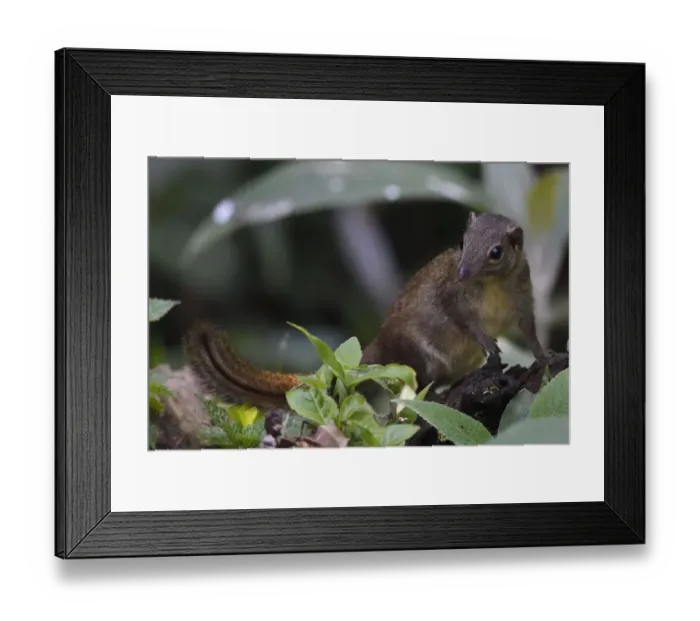 Framed Print : Northern tree shrew (Tupaia belangeri) feeding on insects from a tree trunk in Baihualing Framed Print : Northern tree shrew (Tupaia belangeri) feeding on insects from a tree trunk in Baihualing