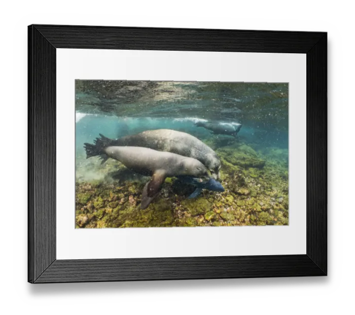 Framed Print : Galapagos sea lions (Zalophus wollebaeki) hunting tuna Framed Print : Galapagos sea lions (Zalophus wollebaeki) hunting tuna