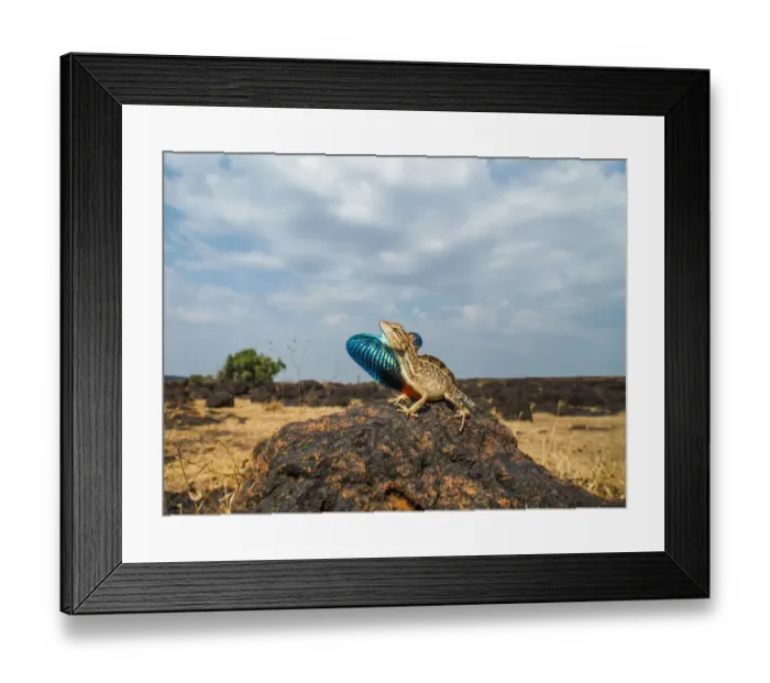 Framed Print : Fan-throated lizard (Sitana ponticeriana) male displaying. Chalkewadi, Maharashtra, India Framed Print : Fan-throated lizard (Sitana ponticeriana) male displaying. Chalkewadi, Maharashtra, India
