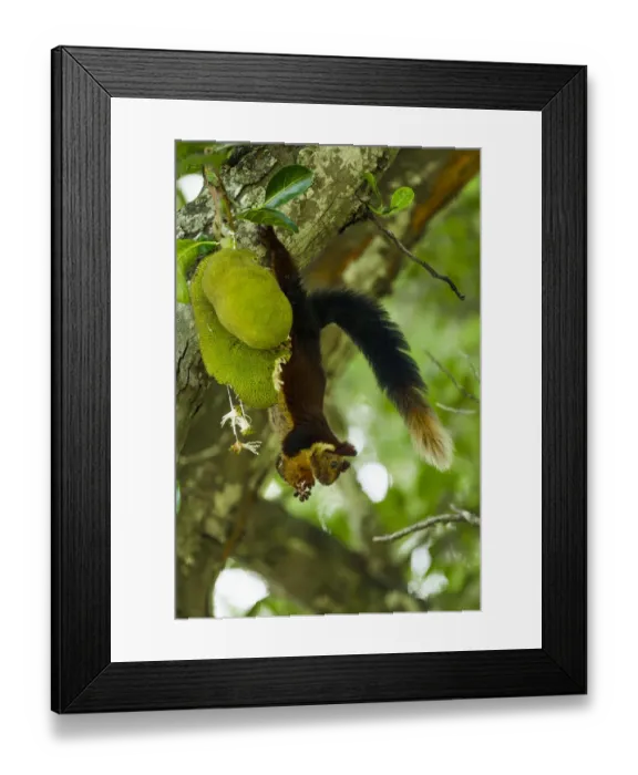 Framed Print : Indian giant squirrel (Ratufa indica) feeding on Jackfruit, Kaziranga National Park Framed Print : Indian giant squirrel (Ratufa indica) feeding on Jackfruit, Kaziranga National Park