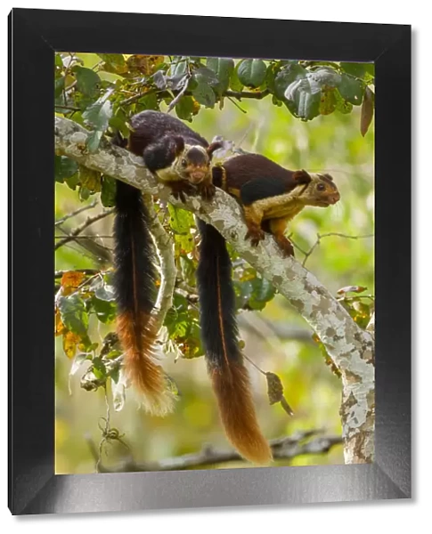 Indian giant squirrel (Ratufa indica) pair, Karnataka, Western Ghats, India