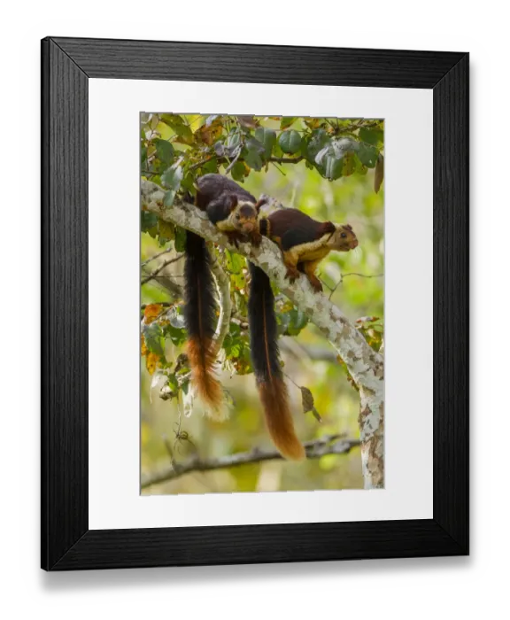 Framed Print : Indian giant squirrel (Ratufa indica) pair, Karnataka, Western Ghats, India Framed Print : Indian giant squirrel (Ratufa indica) pair, Karnataka, Western Ghats, India