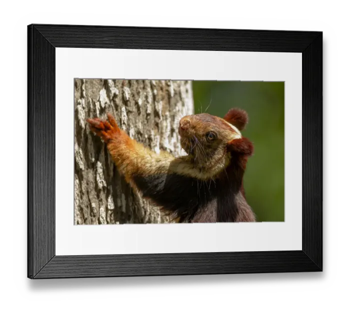 Framed Print : Indian giant squirrel (Ratufa indica) Kaziranga National Park, Assam, India Framed Print : Indian giant squirrel (Ratufa indica) Kaziranga National Park, Assam, India