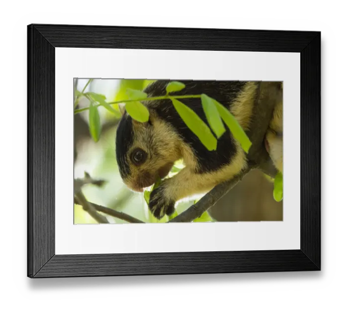 Framed Print : Grizzled giant squirrel (Ratufa macroura) feeding, Cauvery Wildlife Sanctuary, Karnataka Framed Print : Grizzled giant squirrel (Ratufa macroura) feeding, Cauvery Wildlife Sanctuary, Karnataka