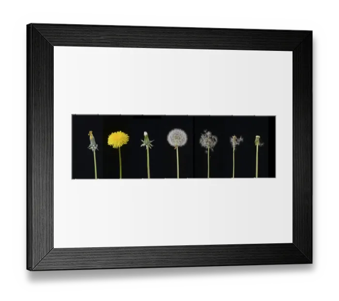 Framed Print : Dandelion (Taraxacum officinale), development from bud to seed. Digital composite Framed Print : Dandelion (Taraxacum officinale), development from bud to seed. Digital composite