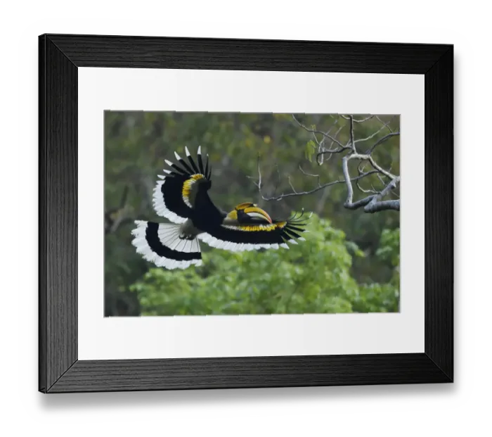 Framed Print : Great pied hornbill (Buceros bicornis) bird photographed in flight in Hong Bung He Framed Print : Great pied hornbill (Buceros bicornis) bird photographed in flight in Hong Bung He