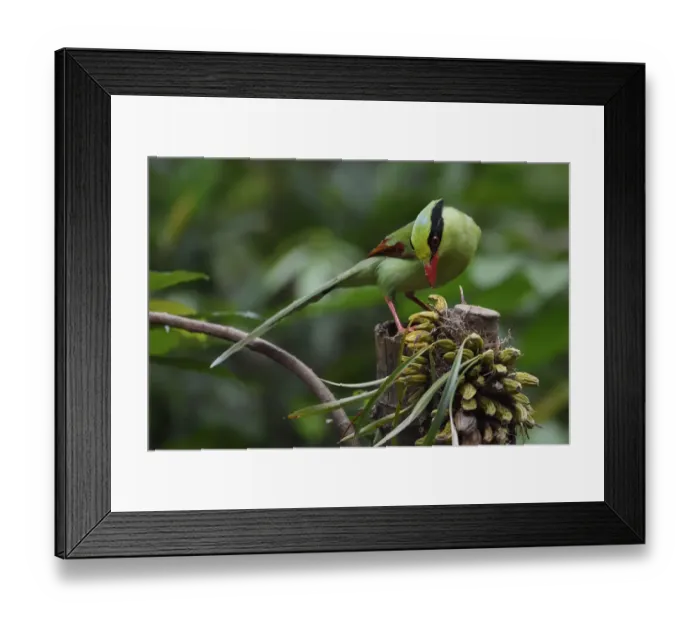 Framed Print : Common green magpie (Cissa chinensis) perched, feeding on fruit in Hong Bung He, Dehong Framed Print : Common green magpie (Cissa chinensis) perched, feeding on fruit in Hong Bung He, Dehong