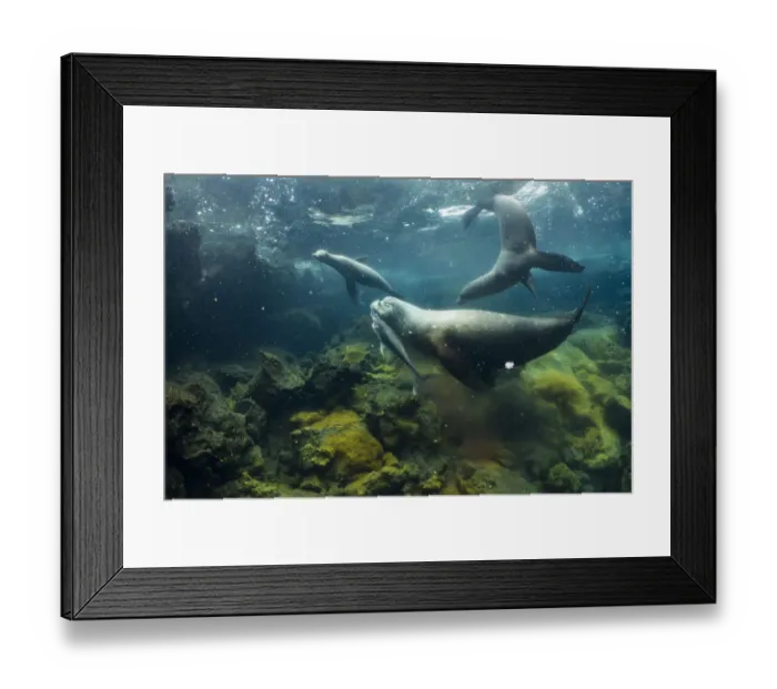 Framed Print : Galapagos sea lions (Zalophus wollebaeki) hunting tuna Framed Print : Galapagos sea lions (Zalophus wollebaeki) hunting tuna