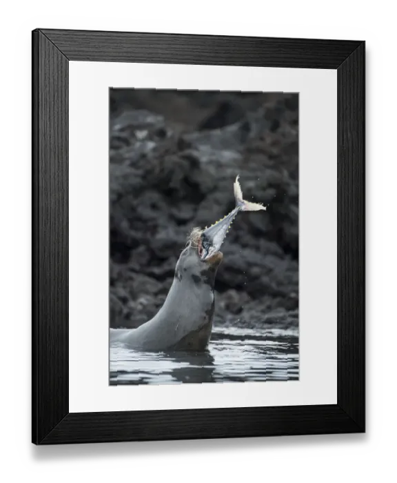 Framed Print : Galapagos sea lion (Zalophus wollebaeki) hunting tuna Framed Print : Galapagos sea lion (Zalophus wollebaeki) hunting tuna