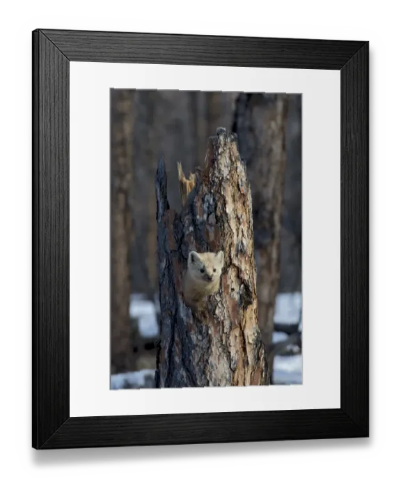 Framed Print : Sable (Martes zibellina) Putoransky State Nature Reserve, Putorana Plateau, Siberia Framed Print : Sable (Martes zibellina) Putoransky State Nature Reserve, Putorana Plateau, Siberia