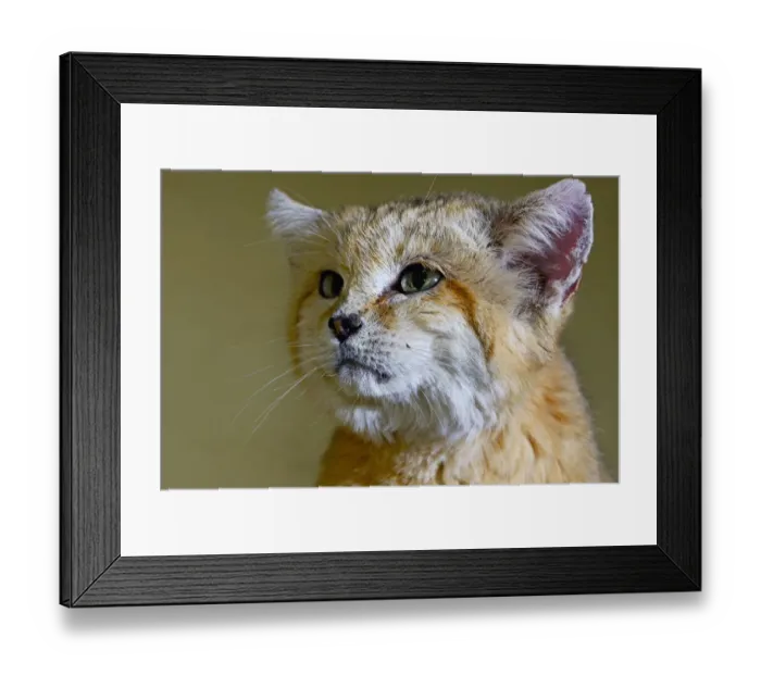 Framed Print : Sand cat (Felis margarita) portrait captive, occurs in Asia from Morocco to Uzbekistan Framed Print : Sand cat (Felis margarita) portrait captive, occurs in Asia from Morocco to Uzbekistan