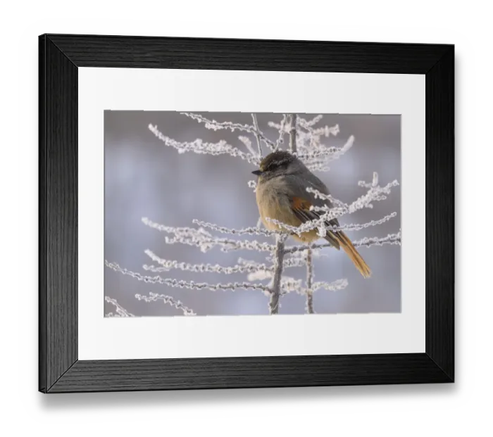 Framed Print : Siberian jay (Perisoreus infaustus) Putoransky State Nature Reserve, Putorana Plateau Framed Print : Siberian jay (Perisoreus infaustus) Putoransky State Nature Reserve, Putorana Plateau