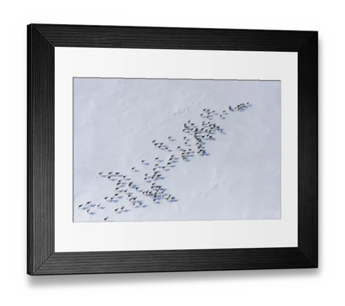 Framed Print : Aerial view of Siberian tundra reindeer (Rangifer tarandus sibiricus) Putoransky Framed Print : Aerial view of Siberian tundra reindeer (Rangifer tarandus sibiricus) Putoransky