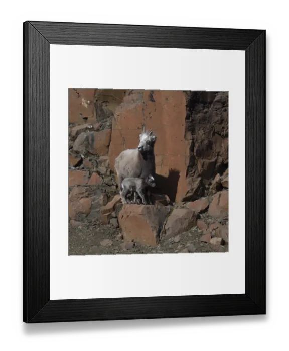 Framed Print : Putorana snow sheep (Ovis nivicola borealis) with lamb, Putoransky State Nature Reserve Framed Print : Putorana snow sheep (Ovis nivicola borealis) with lamb, Putoransky State Nature Reserve