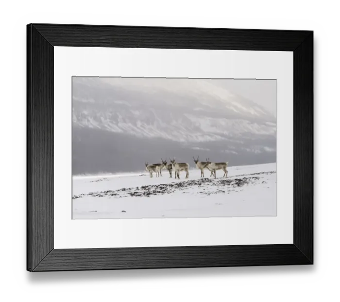 Framed Print : Siberian tundra reindeer (Rangifer tarandus sibiricus) Putoransky State Nature Reserve Framed Print : Siberian tundra reindeer (Rangifer tarandus sibiricus) Putoransky State Nature Reserve
