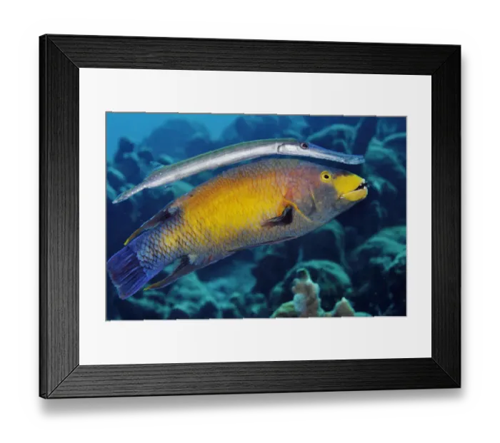 Framed Print : Trumpetfish (Aulostomus maculatus) using a Spanish Hogfish (Bodianus rufus) as a Framed Print : Trumpetfish (Aulostomus maculatus) using a Spanish Hogfish (Bodianus rufus) as a