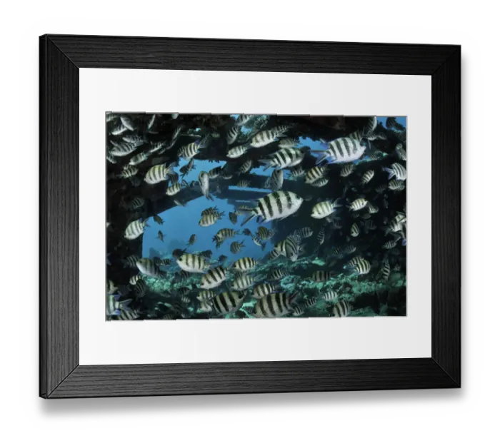 Framed Print : Sergeant major (Abudefduf vaigiensis), shoal on wreck of the Kingston, near Shag Rock Framed Print : Sergeant major (Abudefduf vaigiensis), shoal on wreck of the Kingston, near Shag Rock