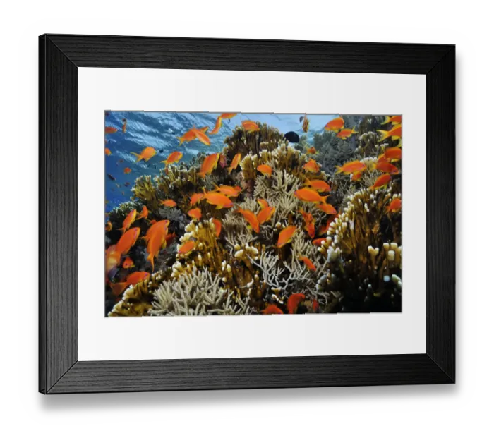 Framed Print : Anthias fish (Pseudanthias squamipinnis), by Fire coral (Millepora dichotoma) and soft coral Framed Print : Anthias fish (Pseudanthias squamipinnis), by Fire coral (Millepora dichotoma) and soft coral
